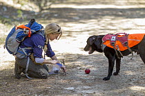 Domestic Dog (Canis familiaris) named Sampson, a scent detection dog with Conservation Canines, found a carnivore scat that field technician Julianne Ubigau is collecting, northeast Washington