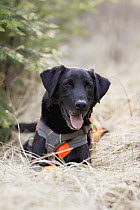Domestic Dog (Canis familiaris) named Scooby, a scent detection dog with Conservation Canines, northeast Washington