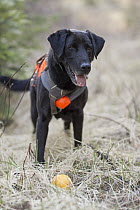 Domestic Dog (Canis familiaris) named Scooby, a scent detection dog with Conservation Canines, playing, northeast Washington