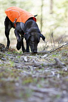 Domestic Dog (Canis familiaris) named Scooby, a scent detection dog with Conservation Canines, searching for carnivore scat, northeast Washington