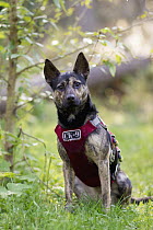 Domestic Dog (Canis familiaris) named Skye, a scent detection dog with Conservation Canines, northeast Washington