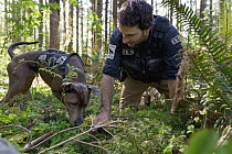 Domestic Dog (Canis familiaris) named Captain, a scent detection dog with Conservation Canines, being trained by field technician Caleb Staneck, northeast Washington