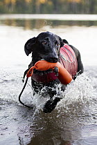 Domestic Dog (Canis familiaris) named Ranger, a scent detection dog with Conservation Canines, playing in water, Adirondack Mountains, New York