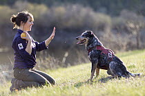 Domestic Dog (Canis familiaris) named Jack, a scent detection dog with Conservation Canines, being trained by field technician Suzie Marlow, northeast Washington