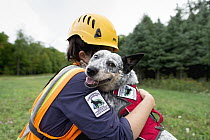 Domestic Dog (Canis familiaris) named Zilly, a scent detection dog with Conservation Canines, being hugged by her handler during wind farm inspection, New York