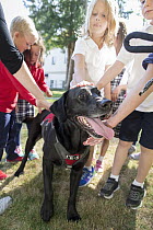 Domestic Dog (Canis familiaris) named Sampson, a scent detection dog with Conservation Canines, enjoying pets from second graders during educational program, Washington