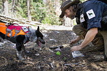 Domestic Dog (Canis familiaris) named Pips, a scent detection dog with Conservation Canines, found a carnivore scat that field technician Heath Smith is collecting, Sierra Nevada, California