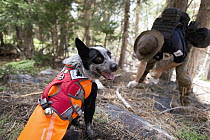Domestic Dog (Canis familiaris) named Pips, a scent detection dog with Conservation Canines, found a carnivore scat that field technician Heath Smith is collecting, Sierra Nevada, California