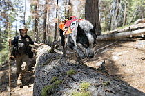 Domestic Dog (Canis familiaris) named Pips, a scent detection dog with Conservation Canines, searching for carnivore scat, northeast Washington