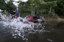 Domestic Dog (Canis familiaris) named Skye, a scent detection dog with Conservation Canines, playing in water, Adirondack Mountains, New York