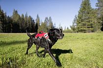 Domestic Dog (Canis familiaris) named Winnie, a scent detection dog with Conservation Canines, running in meadow, Sierra Nevada, California