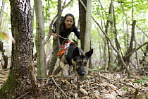 Domestic Dog (Canis familiaris) named Skye, a scent detection dog with Conservation Canines, searching for moose scat, Adirondack Mountains, New York