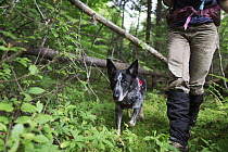 Domestic Dog (Canis familiaris) named Max, a scent detection dog with Conservation Canines, searching for moose scat, Adirondack Mountains, New York