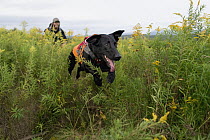 Domestic Dog (Canis familiaris) named Ranger, a scent detection dog with Conservation Canines, searching for moose scat, Adirondack Mountains, New York