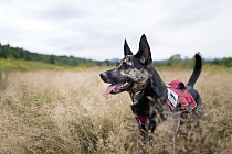 Domestic Dog (Canis familiaris) named Skye, a scent detection dog with Conservation Canines, searching for moose scat, Adirondack Mountains, New York