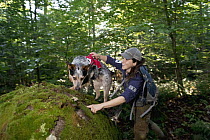 Domestic Dog (Canis familiaris) named Hiccup, a scent detection dog with Conservation Canines, searching for mustelid scat, Adirondack Mountains, New York