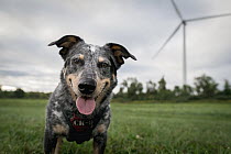 Domestic Dog (Canis familiaris) named Jack, a scent detection dog with Conservation Canines, searching for bat and bird carcasses on wind farm, New York