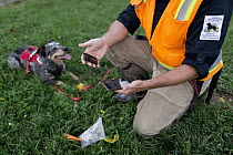 Domestic Dog (Canis familiaris) named Jack, a scent detection dog with Conservation Canines, and field technician Heath Smith logging GPS data, Washington