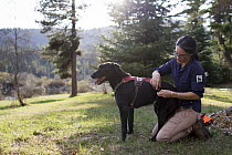 Domestic Dog (Canis familiaris) named Scooby, a scent detection dog with Conservation Canines, is harnessed by field technician Jennifer Hartman, northeast Washington