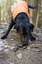 Domestic Dog (Canis familiaris) named Sampson, a scent detection dog with Conservation Canines, finding carnivore scat, northeast Washington