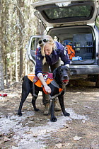 Domestic Dog (Canis familiaris) named Sampson, a scent detection dog with Conservation Canines, is harnessed by field technician Julianne Ubigau, northeast Washington