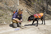 Domestic Dog (Canis familiaris) named Sampson, a scent detection dog with Conservation Canines, found a carnivore scat that field technician Julianne Ubigau is collecting, northeast Washington
