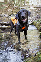 Domestic Dog (Canis familiaris) named Sampson, a scent detection dog with Conservation Canines, cooling off in creek, northeast Washington