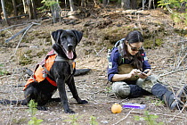 Domestic Dog (Canis familiaris) named Scooby, a scent detection dog with Conservation Canines, found a carnivore scat that field technician Jennifer Hartman logs into data entry, northeast Washington