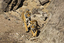 Bengal Tiger (Panthera tigris tigris) cubs playing, Ranthambore National Park, India