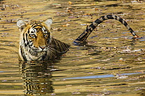 Bengal Tiger (Panthera tigris tigris) in waterhole, Ranthambore National Park, India