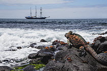 Marine Iguana (Amblyrhynchus cristatus) and sailboat, Black Beach, Floreana Island, Galapagos Islands, Ecuador