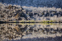 Palo Santo (Triplaris sp) trees reflected in water, Tagus Cove, Isabela Island, Galapagos Islands, Ecuador