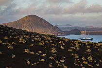 Blue Agave (Agave tequilana) plants on hillside with sailboat in bay, Bartolome Island, Galapagos Islands, Ecuador