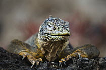 Galapagos Land Iguana (Conolophus subcristatus), South Plaza Island, Galapagos Islands, Ecuador
