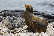 Galapagos Sea Lion (Zalophus wollebaeki) mother and pup, Santiago Island, Galapagos Islands, Ecuador