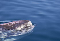 Ocean Sunfish (Mola mola) predating By-the-wind Sailor (Velella velella), San Diego, California, sequence 3 of 4