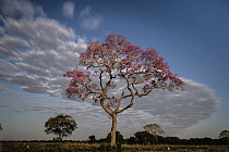 Pink Trumpet Tree (Tabebuia heptaphylla) flowering, Brazil