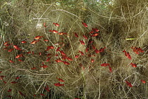 Fish feeding on Piranha (Cyphocharax sp) eggs attached to aquatic plants, Mato Grosso, Brazil