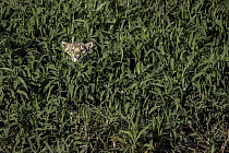 Jaguar (Panthera onca) concealed in reeds, Brazil