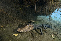 Cuvier's Dwarf Caiman (Paleosuchus palpebrosus) waiting for prey in undercut bank, Brazil