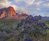 Mojave Indigo Bush (Psorothamnus arborescens) flowering, Turtlehead Peak, Red Rock Canyon National Conservation Area, Nevada
