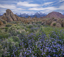 Blue Phacelia (Phacelia distans) flowers and mountains, Alabama Hills, Sierra Nevada, California