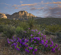 Purplemat (Nama demissum) flowering, Red Rock Canyon National Conservation Area, Nevada