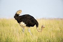 Ostrich (Struthio camelus) male foraging, Rietvlei Nature Reserve, South Africa