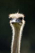 Ostrich (Struthio camelus) female, Rietvlei Nature Reserve, South Africa