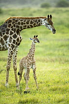 Northern Giraffe (Giraffa camelopardalis) mother and calf, iSimangaliso Wetland Park, South Africa