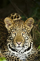 Leopard (Panthera pardus) sub-adult, iSimangaliso Wetland Park, South Africa