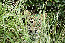 Leopard (Panthera pardus) sub-adult hiding in grasses, iSimangaliso Wetland Park, South Africa