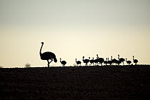 Ostrich (Struthio camelus) parent with chicks at sunset, Western Cape, South Africa