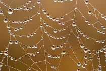 Spider web covered with dew drops, Garden Route National Park, South Africa